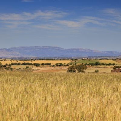 Golden wheat field